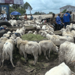 Vidéo - Sénégal - La fête du mouton